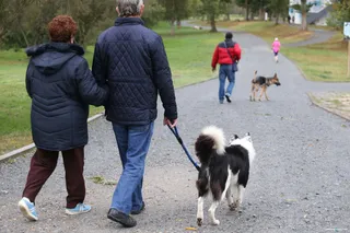 Perro animal