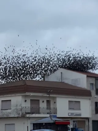 Estorninos en La Fuente de San Esteban