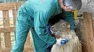 La '19 de Abril' confía en que se reduzcan las actuaciones donde no han tenido animales positivos