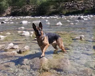 Perro pastor alemán. Foto Europa Press