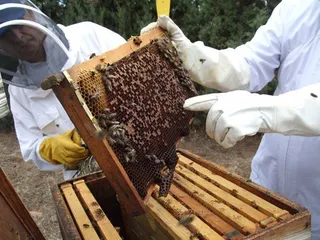 Colmenas de abejas. Foto EP