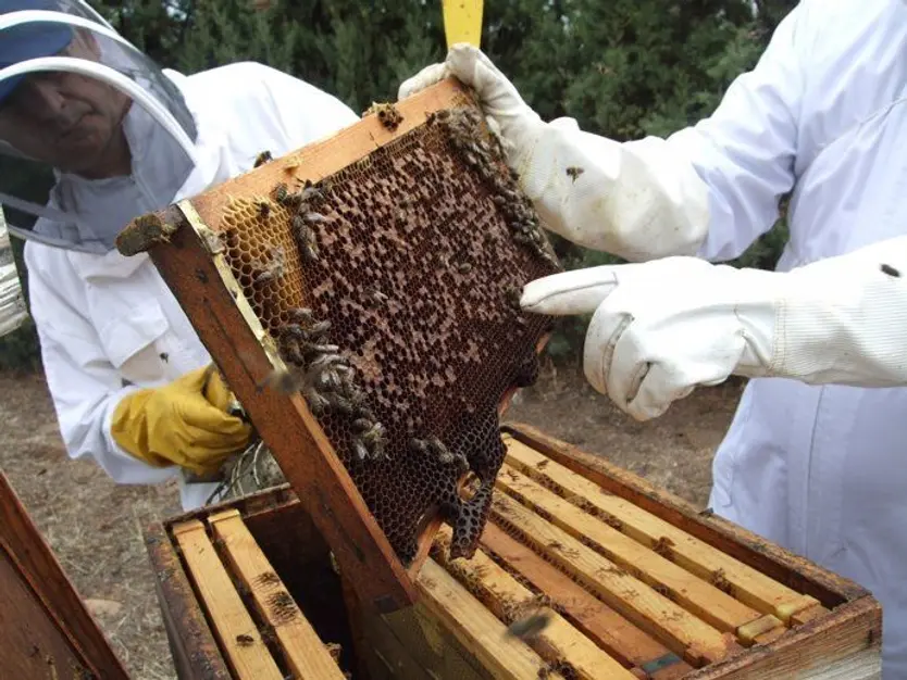 Colmenas de abejas