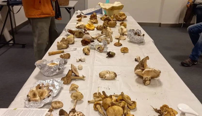 Exposición de especies en la Sociedad Micológica "Lazarillo"