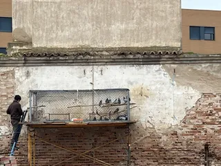 Un operario de la empresa contratada por el Ayuntamiento retirando palomas junto al Paseo de la Estación