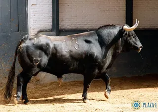 Toros de Domingo Hernández para San Isidro