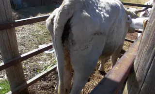 Nódulos en el cuerpo de una vaca, Dermatosis Nodular Contagiosa. Imagen Ministerio de Agricultura, Pesca y Alimentación