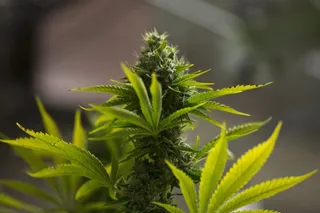 Cannabis. Foto EP