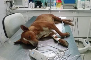 Un ganadero no podrá gestionar su explotación durante dos años por matar seis cachorros de perro