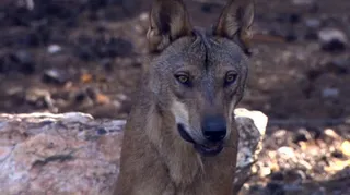 Lobo