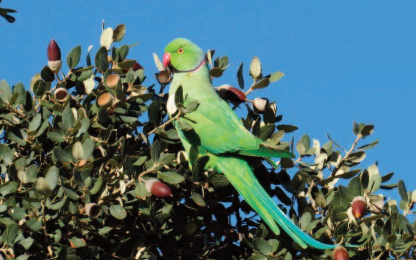 Cotorra De Kramer. Imagen SEO Bird Life