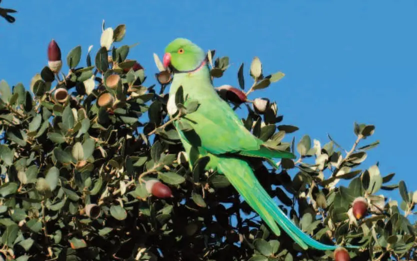 Cotorra De Kramer. Imagen SEO Bird Life