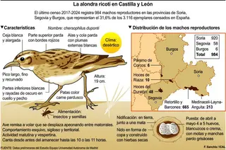 El último canto de la alondra ricotí en la estepa castellana | 5