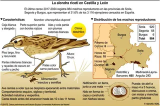 El último canto de la alondra ricotí en la estepa castellana | 5