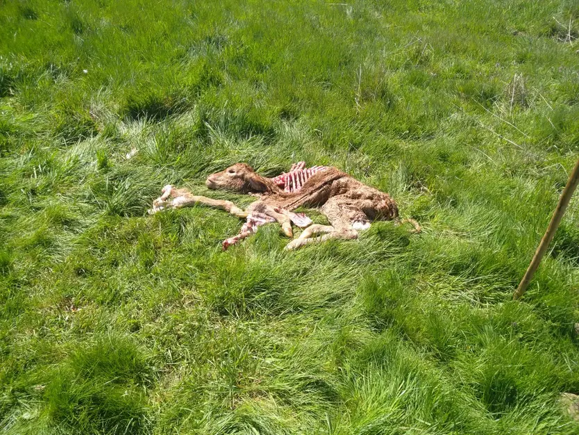 Ternero atacado por buitre en la comarca de Béjar