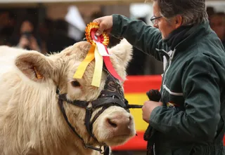 IX Feria de Castilla y León de ganado bovino en Ciudad Rodrigo | ICAL