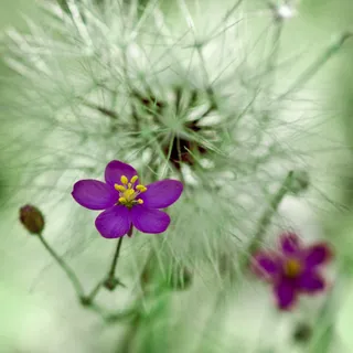 Spergularia rubra