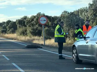 Accidente jabalí Juzbado | Salamanca24horas