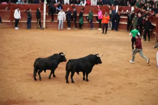 Encierro del lunes de Carnaval en Ciudad Rodrigo, toros de Fermín Bohórquez | Verónica Tapia