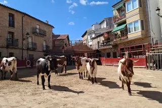 Encierro y desencierro de bueyes en Aldeadávila de la Ribera