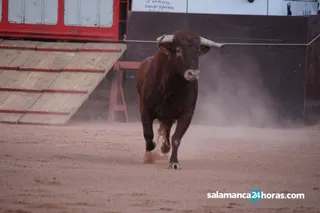 Novillos de Casasola (19)