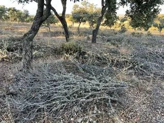Restos vegetales sobrantes del desmoche de encinas. Foto S24H (5)
