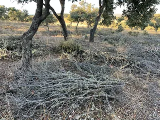 Restos vegetales sobrantes del desmoche de encinas. Foto S24H (5)