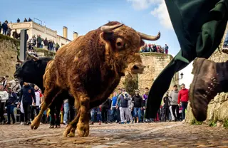 Carnaval del Toro de Ciudad Rodrigo ICAL Vicente