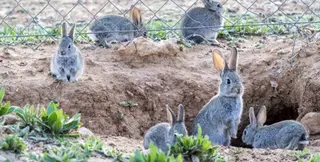 Conejos. Foto EP