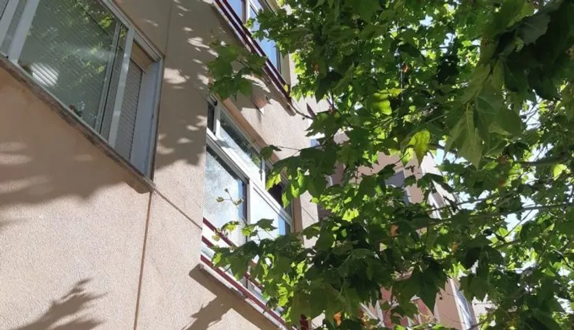 Árbol de la calle Castroverde