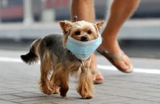 Perro con mascarilla