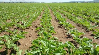 Agricultura y Ganadería garantiza la seguridad alimentaria de los cultivos agrícolas mediante más de 17.000 controles anuales
