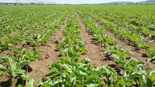 Cultivos agrícolas