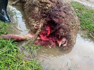 GALERÍA | Ataque de lobo en la explotación ganadera de Topas