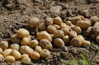 Patatas 3