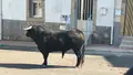 Toro que ha herido a un varón en Villarino de los Aires