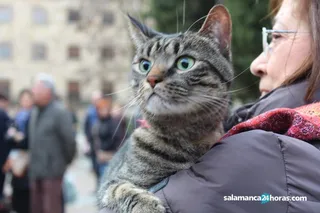 San antón 2019 (101)