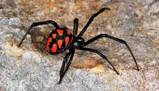 Araña Viuda Negra | Fotografía EMS Solutions International