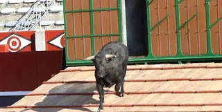 El desenjaule enciende la mecha para el arranque de la Feria de Salamanca