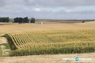 Campo sept (2)