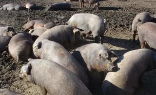Agricultura y Ganadería concluye que el 80 % de las granjas de porcino tienen niveles de bioseguridad altos