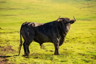 Valenciano, Toro Antruejo 2026
