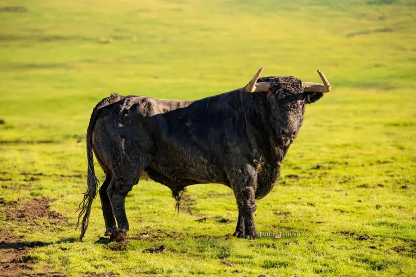 Valenciano, Toro Antruejo del Carnaval del Toro de Ciudad Rodrigo 2026