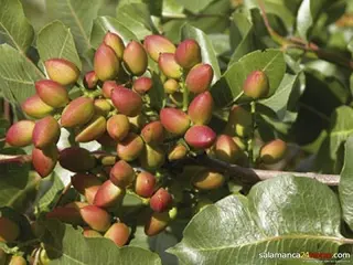 El cultivo del pistacho en la provincia, a debate