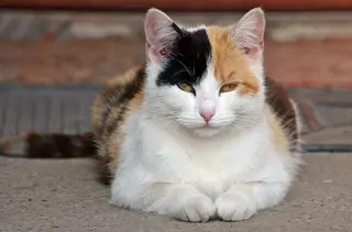 Gato