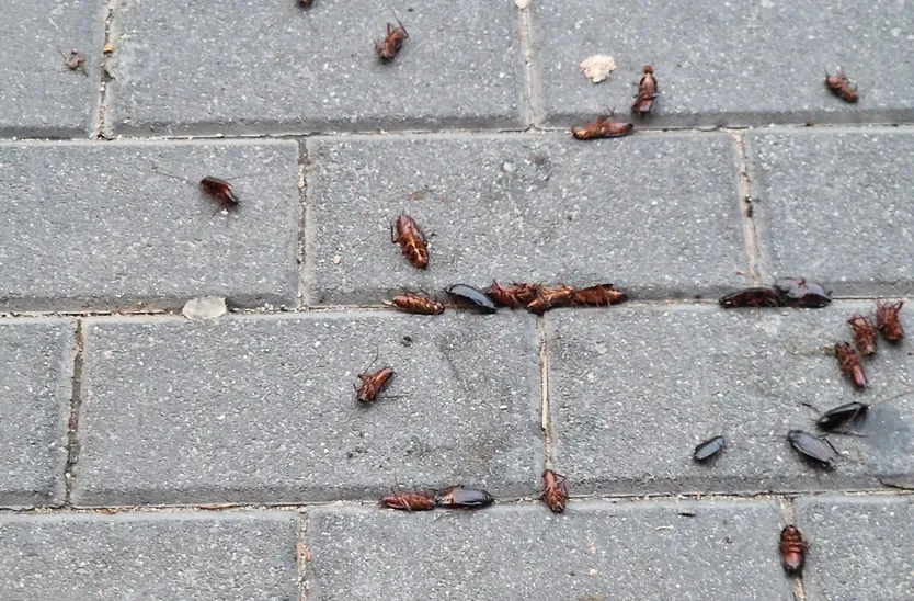 Cucarachas en la avenida Lasalle