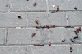 Plaga de cucarachas en la avenida Lasalle en una foto de archivo