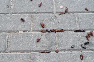 Plaga de cucarachas en la avenida Lasalle en una foto de archivo