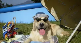 ¿Qué puedo hacer con mi perro estas vacaciones?