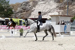 Joya fs gp gran premio yeguada arroyomonte doma dressage cecyl 08