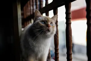 Gato | Fotografía EP